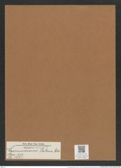 Coscinodiscus patina Ehr. (de-Toni-Nr.: Genus 202, Species 4991) Zeichnungen Sammlung Grunow Mappe 04805 (Herbarium_W_Grunow_drawings_Folder_04805)